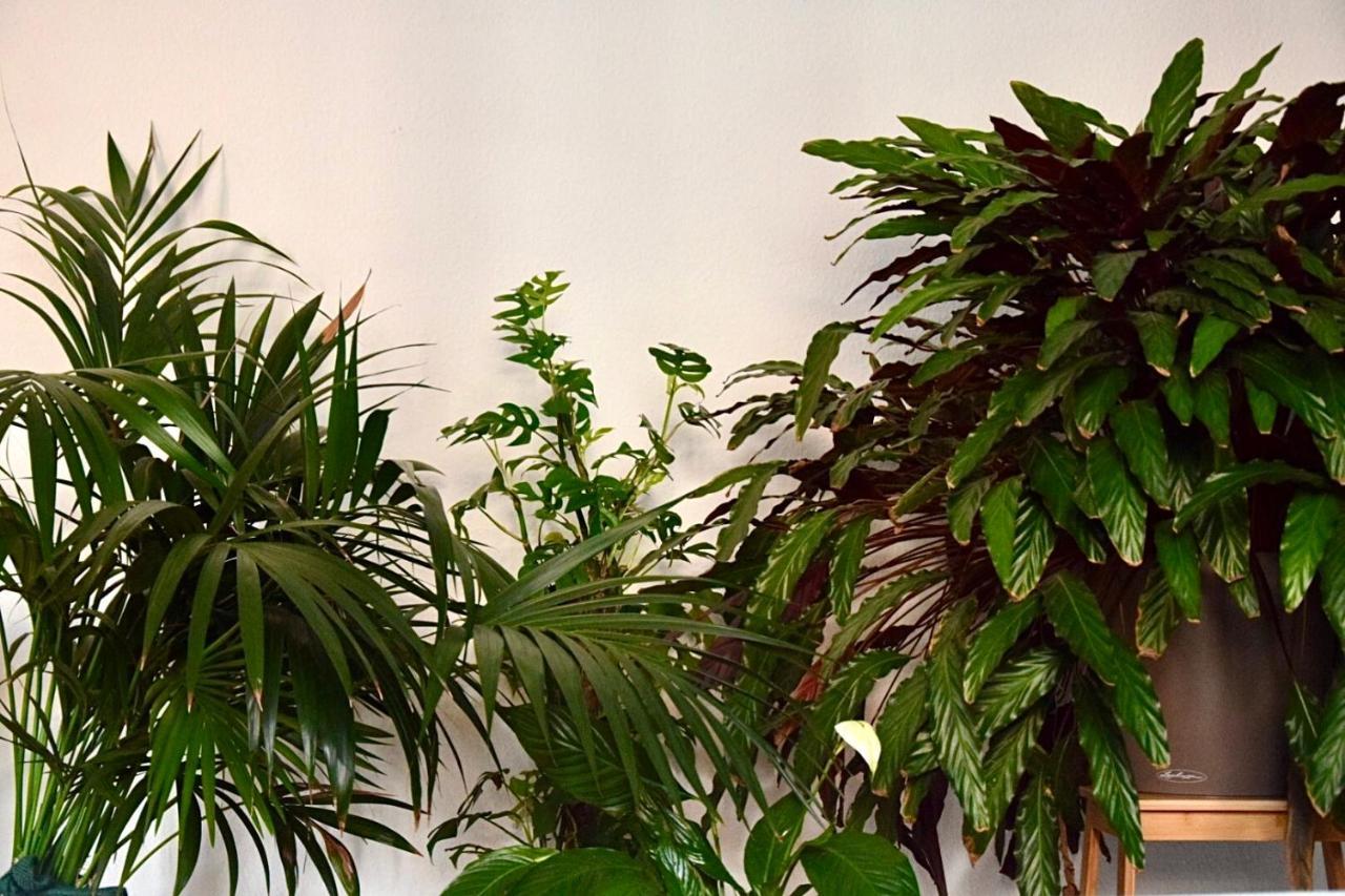 Greenbnbs: Cozy Urban Jungle In The City Centre Essen Exterior photo
